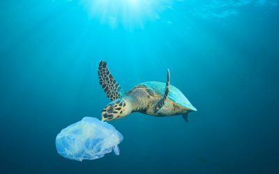 Vårt plastavfall del 2 – Europa