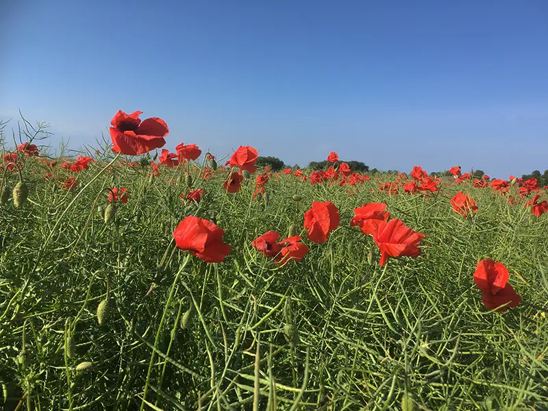 Önskar en fortsatt skön sommar