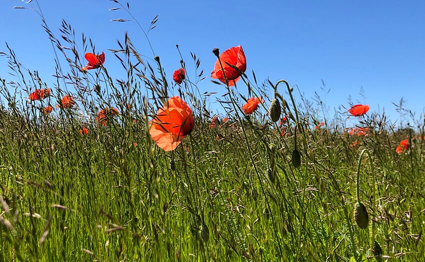 Sommarhälsningar från Mobergs
